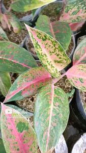 tanaman hias aglonema bigroy Aglaonema Lulaiwan