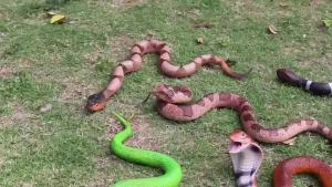 Oenux Original Simulated Rattlesnake Model Realistic Banded Krait Red-Banded Snake Action Figures Collection Halloween Prank Toy