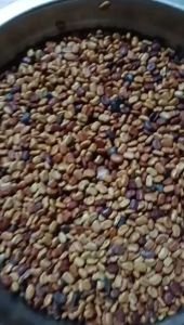 50gram hạt giống cây so đũa