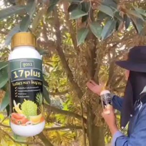 ทุเรียนดอกดก 17 Plus 17พลัส ของแท้ ช่วยพืชใบใหญ่ ใบหนา ใบเขียวเข้ม  สะสมอาหารทางใบได้เยอะ ดูแลดอกและ ลูกดก   สร้างความสมดุลให้พืชสมบูรณ์ ซื้อ  2แถม1ขวด