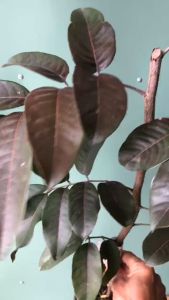 Cây giống Nhãn Xuồng Tím - Cây Đẹp Đúng Giống RA HOA XỨ NÓNG QUẢ TO NGỌT - MAI HUY - MSP 2956