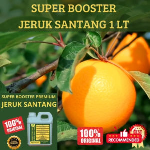Pupuk Jeruk Santang 1LT Supaya Cepat Berbuah Pupuk Jeruk Santang Supaya Subur Berbuah Cepat Besar