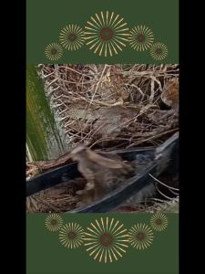 DODOS KASTRASI ASLI ALAT PANEN SAWIT PALING TAJAM