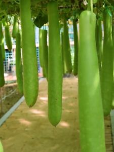 20 Seeds Long Bottle Gourd Seeds-Giant Long Variety Loofah Sponge Gourd UPO Vegetable Seeds Pugua Seeds for Planting Gourd Plants Seeds