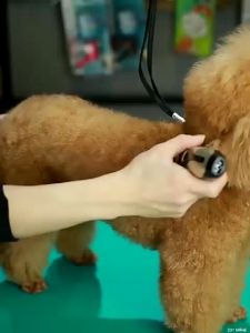 READY Mesin alat cukur Elektrik Bulu Hewan Anjing domba kucing tanpa kabel cas  -LAORENTOU P2
