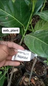 Bibit Nangka Bulat Jumbo: Tanaman Buah Nangka Berkualitas Tinggi