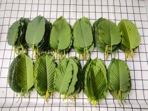 ใบกระท่อม ใบคัดเคี้ยว (ใบเคี้ยว)พิเศษสวย 1กิโล (kratom 1kg) เก็บสดใหม่ทุกวัน รับประกันสินค้า มีปัญหารับเคลม
