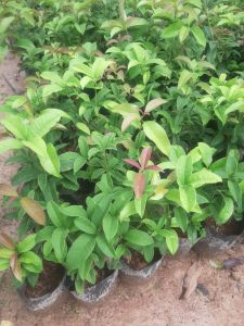 ต้นหอมหมื่นลี้ ขนาด 30-40 Cm.