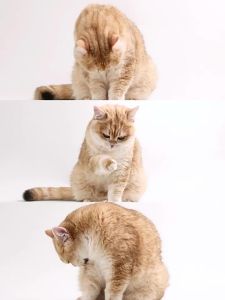 Dr. Vet | Cat Hairball Control & Dental Care Freeze-Dried Snacks