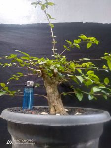 Bonsai anting putri mame prokar