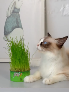 [SG]Natural Organic Cat Grass Planting Kit  Fast Growing Improve Hair Ball Organic Wheatgrass Seed Grass Catnip猫草