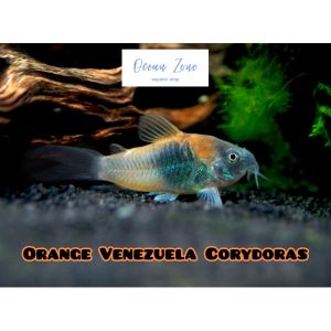 【Ocean Zone】Orange Venezuela Corydoras – 2pcs / 5pcs (Live Fish with DOA)