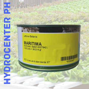 MARITIMA LETTUCE SEEDS BY ENZA ZADEN (5000 SEEDS CAN)