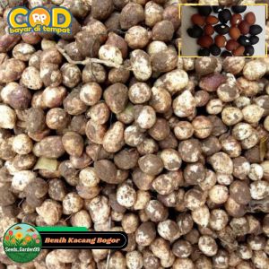10 BUTIR BIJI/BENIH TANAMAN KACANG BOGOR SUDAH DI KUPAS
