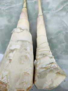 jual rembung muda atau iiwung segar 1kg produk musiman
