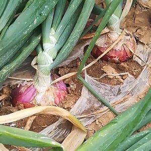 Red Onion Seeds 2500Pcs Red Colorado Variety Vegetables seeds High yield Easy to grow for Garden and Farming