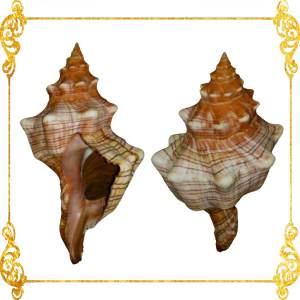 Fasciolaria | Trapezium Horse Conch | 4 - 5 Inches