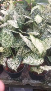 ต้นอัญมณีสีขาวใบกลม อัญมณีขาว 6 นิ้ว ไม้มงคล ไม้ประดับ ไม้ฟอกอากาศ ไม้ตัวเล็ก ราคาที่ถูกต้อง