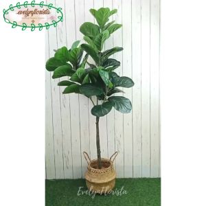 Tanaman Imitasi Pohon Ketapang X3 T140 Latex Artificial Pot Dasar Cover Purun Belly Hiasan Ruang Tamu