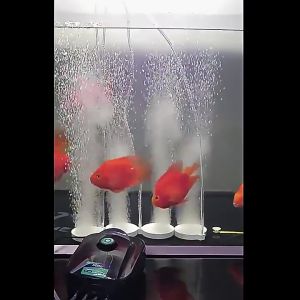 Máy Sủi Oxy SOBO Siêu Êm 1 Lỗ 2 Lỗ 4 Lỗ Máy Sủi Khí CO2 Hoạt Động Mạnh Và Hiệu Quả