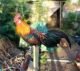 artchicken