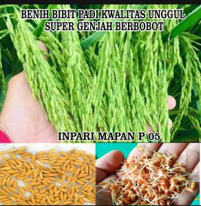 1kg BENIH BIBIT PADI INFARI 05 KWALITAS UNGGUL SUPER GENJAH BERBOBOT