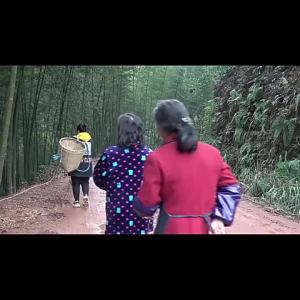 OXO Cast Leaves Fresh Wholesale Home Use and Commercial Use Bamboo Leaves Large Dumplings Zongzi Leaves Now Picked and Released Cast Leaves Dragon Boat Festival Bag Zongzi