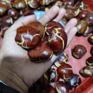 jengkol tua 1 kg murah super