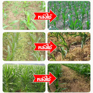 ฆ่าแค่วัชพืช ไม่ทำลายข้าวโพด ยาฆ่าหญ้าข้าวโพด ทุ่งข้าวโพดไม่มีวัชพืช100 ปี ฆ่าหญ้าข้าวโพด เพิ่มผลผลิตข้าวโพด ยาชุดข้าวโพด 100g ยาฉีดหญ้าข้าวโพด ยาฆ่าหญ้าในข้าวโพด