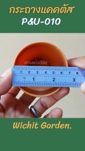 กระถางแคคตัส แบรนด์ P&U กระถางกระบองเพชร 50 ใบ ขนาด 2.5 นิ้ว มีหลายสีให้เลือก