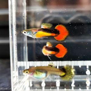 (Pair) Red Roundtail Saddleback Guppy (Poecilia reticulata)