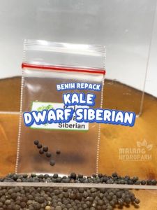 Benih Kale Dwarf Siberian Unggulan Berkualitas biji bibit repack kel kubis keriting curly hydroponik hidroponik sayur sayuran tanaman pot