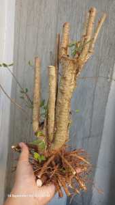 Bahan bonsai anting putri bonggolan prospek