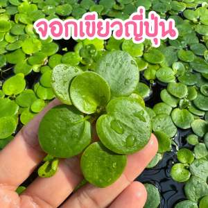 KPK จอกเขียวญี่ปุ่น พืชน้ำเลี้ยงปลา บำบัดน้ำ ตกแต่งบ่อปลา