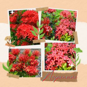 ต้นเข็มรั้วดอกสีแดง กระถาง 6 นิ้ว ส่งพร้อมกระถาง ไม้จัดสวน