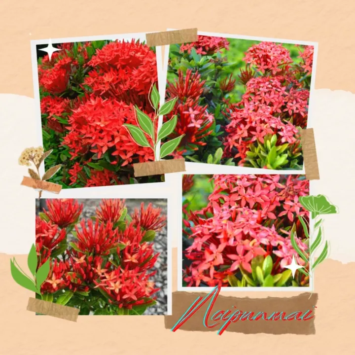 ต้นเข็มรั้วดอกสีแดง กระถาง 6 นิ้ว ไม้จัดสวน