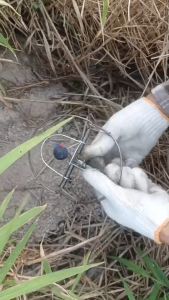 กับดักหนูโมดิฟาย 6 นิ้ว 1ชุด มี 10ชิ้น แถมเชือกผูก