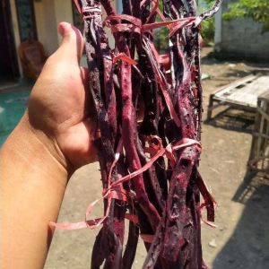 Bahan Gelang Akar Bahar Merah 1 iket isi 5 batang