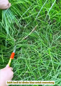 Memotong sabit untuk memotong rumput air dan merumput pisau merumput memotong sabit pertanian memotong sabit
