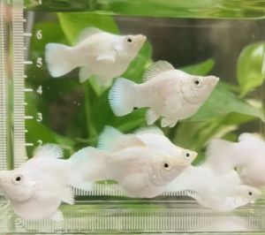 อาหารปลาบอลลูน*ปลาบอลลูนขาวแพลตตินั่ม