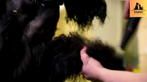 DOVVA Power Hair Blow Dryer 6800w Pet Dog Cat Grooming Blower Warm Wind Fast High Velocity Blow-dryer