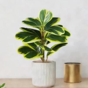 20-37cm Artificial Heart-leaf Ficus Tree Fake Banyan Tree Leafs Plastic Rubber Branch For Home Office Balcony Garden Decor