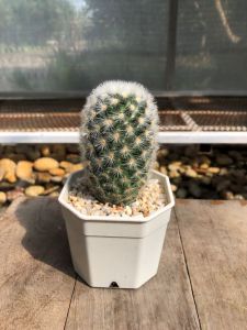 แคคตัสแมมมิลลาเรียคาร์มิเน่ (Mammillaria Carmenae) ดอกสีขาว น่ารัก กว้าง 5-6 cm สูง 7-9 cm อายุ 1-2 ปี