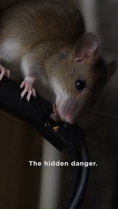 No rats anymore!OD Rat repellent ultrasonic Pest reject ultrasonic Ultrasonic pest repeller Super quiet no radiation harmless to pregnant and infants.Ubat nyamuk elektrik Penghalau serangga ultrasonik Pest repeller control ultrasonic