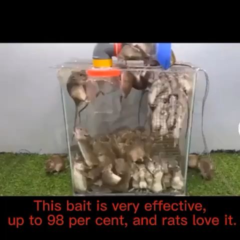 Kill all rats in 3 minutes rat killer rat repellant rat poison killer 