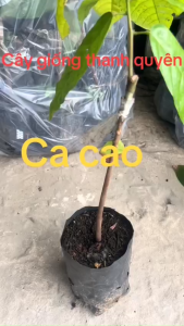 CÂY GIỐNG CA CAO CHUẨN GIỐNG 100% CAO 50 -100 CM TUỲ THEO LÔ