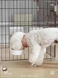 Automatic Pets Food Water Auto Feeder 3.8L 2.5L 1L - Dogs & Cats Pet Turtle Bunny Rabbit Car Dog Puppy Water Food Dispenser Auto-feeder Bowl