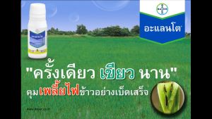 อะแลนโต ไทอะโคลพริด ยกลัง ( 100 ซีซี X 12 ขวด ) คุมเพลี้ยไฟได้ยาวนาน 21 วัน 1 ขวดใช้ฉีดได้ 10 ไร่