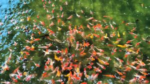 JAPANESE KOI 4-6 INCH IMPORT AND LOCAL ( Live Fish )