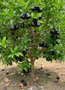 Selamat Datang Ditoko Kami Bibit Jambu Air Citra Hitam JUMBO🌱Sudah Siap Ditanam Bibit Subur Besar Rimbun Siap Ditanam Di Lahan Maupun Di Planterbag Hasil Cangkok Yuk Dicekout Pemesanan Bisa COD Bayar Ditempat